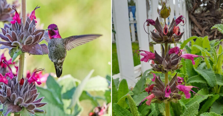 hummingbird sage