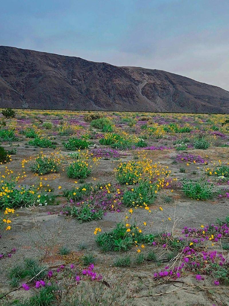 Warmer Winter, Earlier Blooms