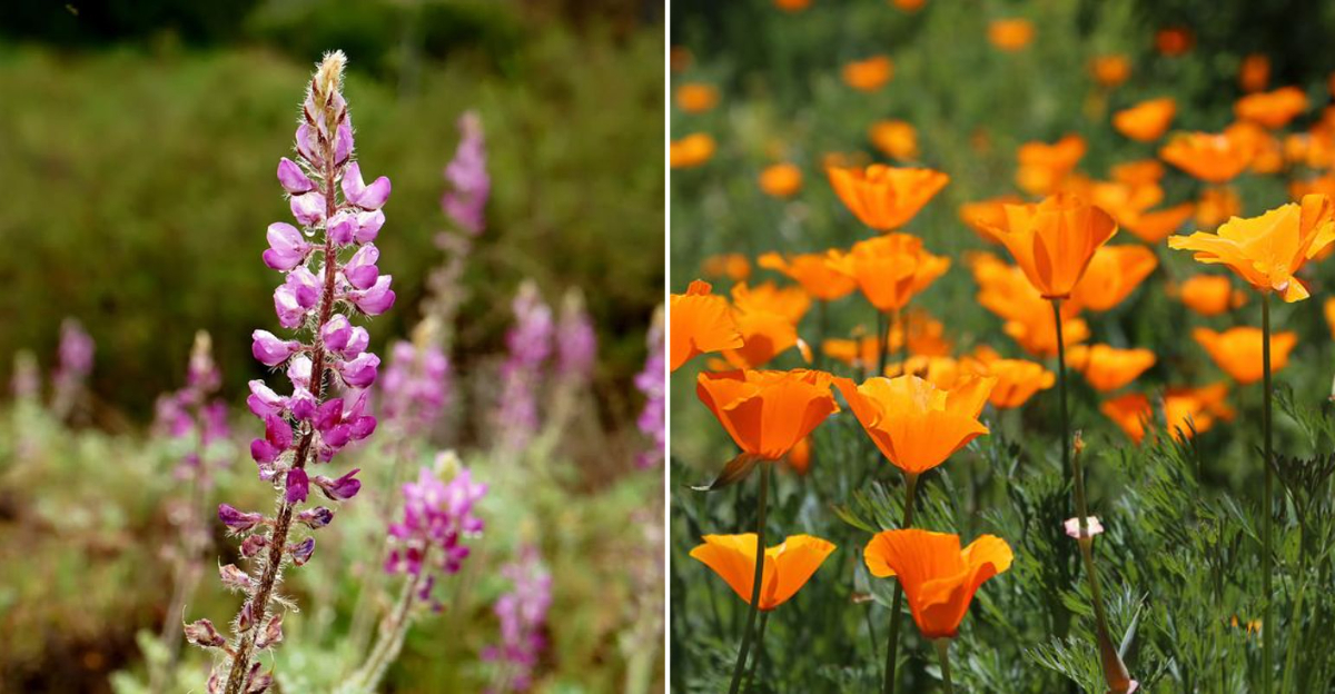 cali early blooms flowers