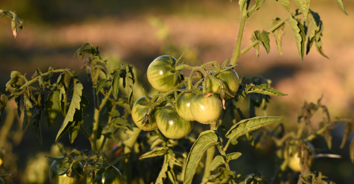 unripe tomato