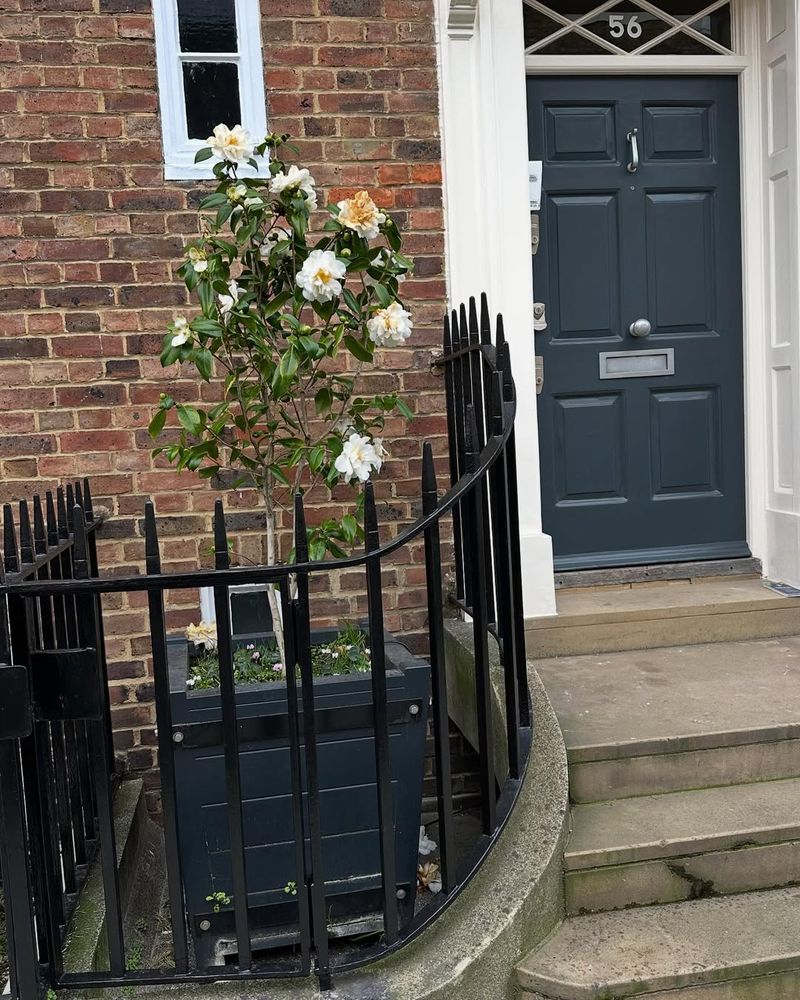 Evergreen Foliage Keeps Entryways Looking Polished Year-Round