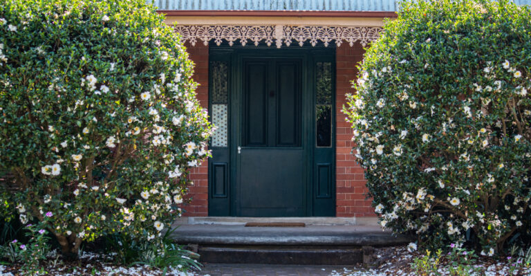 camellia (featured image)