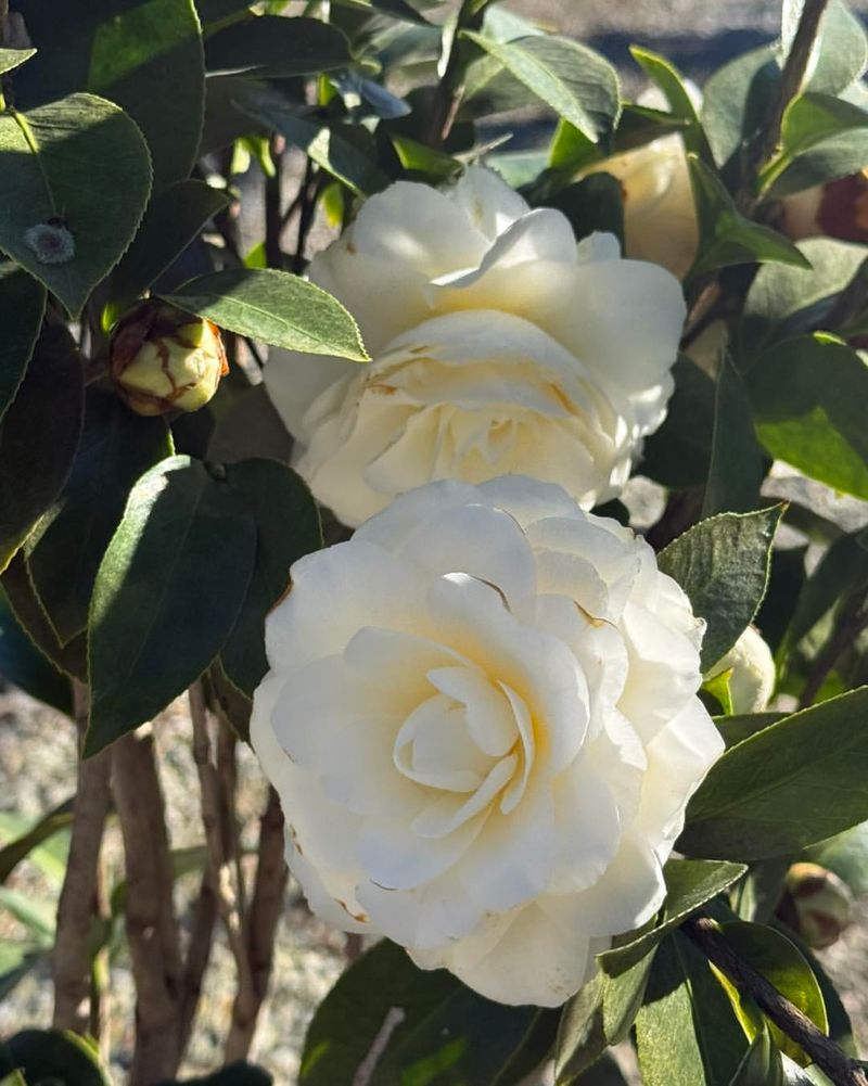 Winter Blooms When Nothing Else Dares