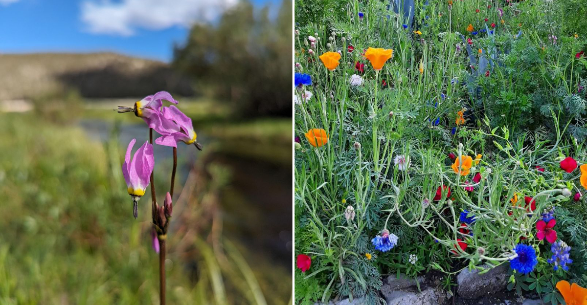 cali flowers in bloom
