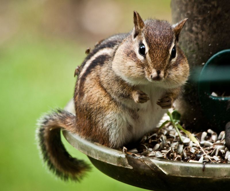 Remove Food Sources That Attract Chipmunks