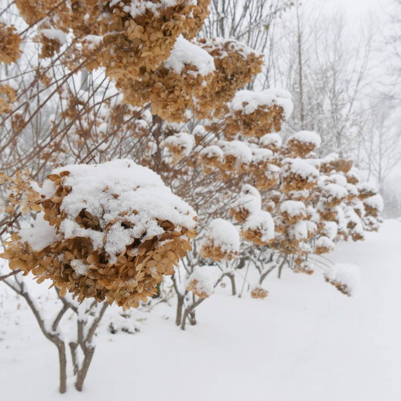 How It Handles Ohio Winters Without Missing A Bloom