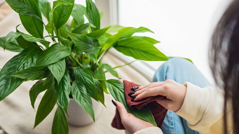 Dust Blocks Light From Reaching Leaf Surfaces