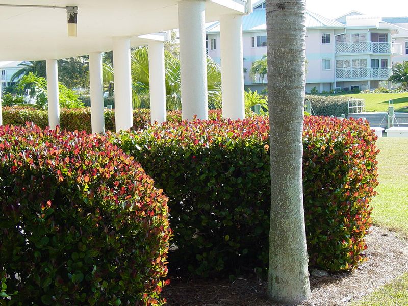 Dense Evergreen Growth Makes Cocoplum Ideal For Privacy