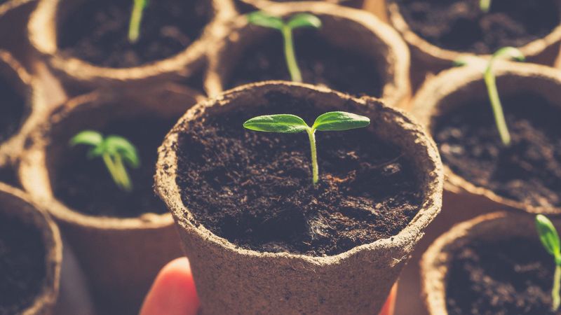 When And How To Start Seeds Indoors In March?