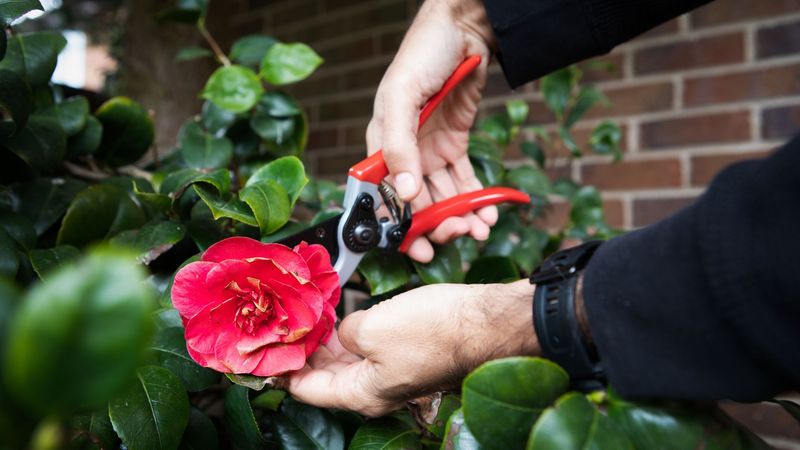 How To Remove Flowers Properly