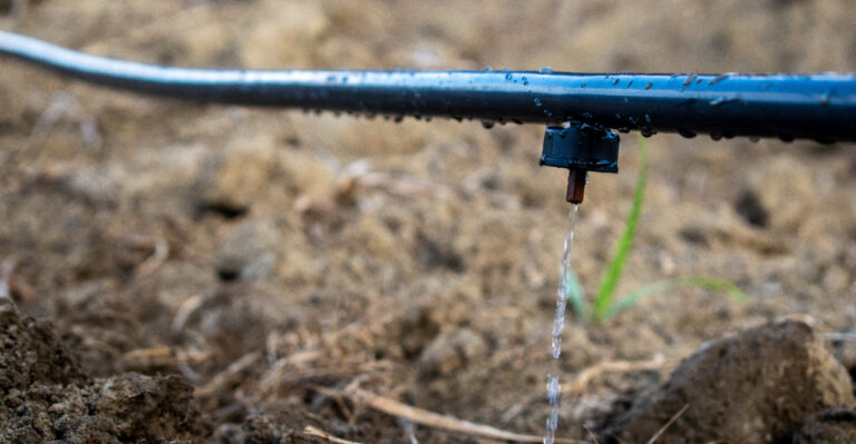 garden (featured image)