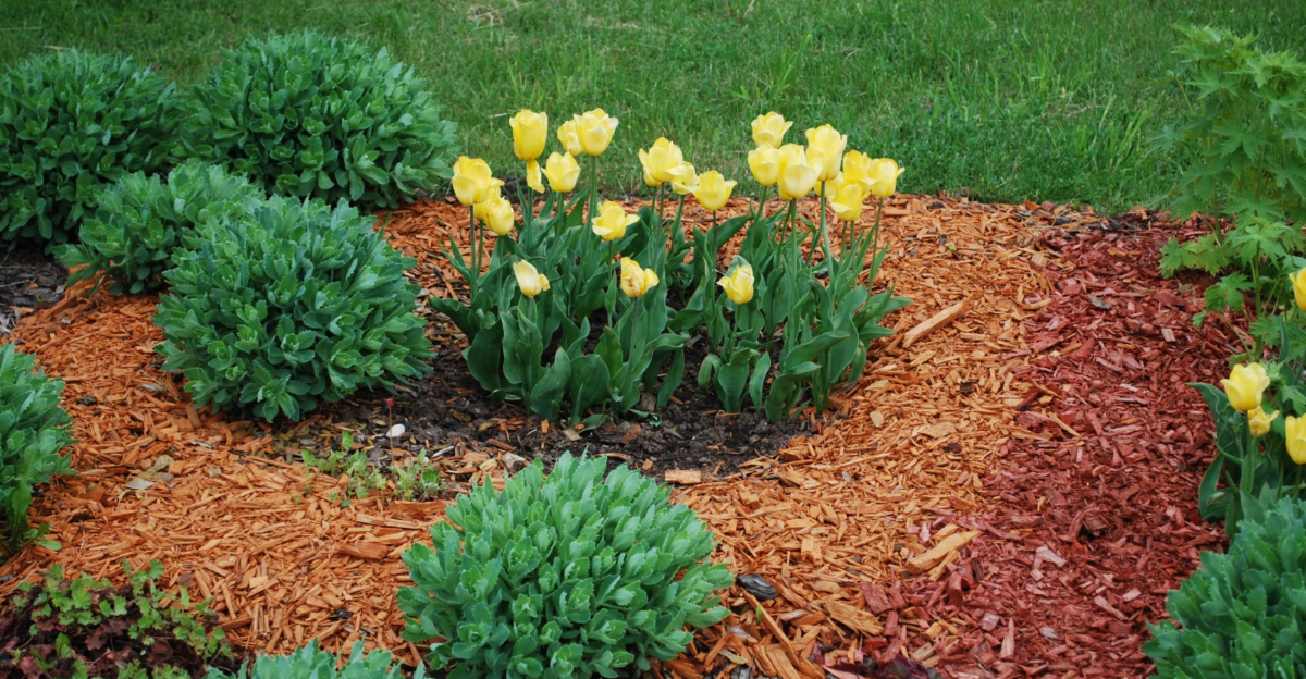 dyed mulch in the flower bed