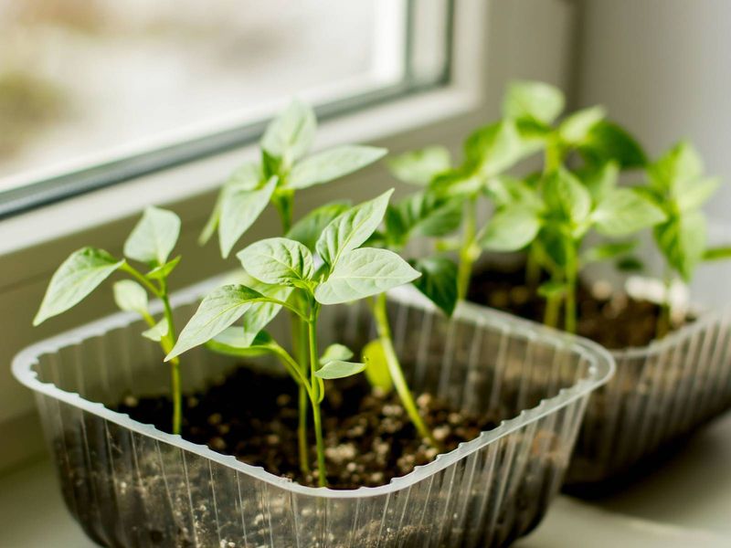  How To Correct Leggy Or Weak Seedlings