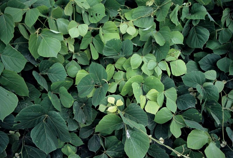 Why Kudzu Is So Hard To Control?