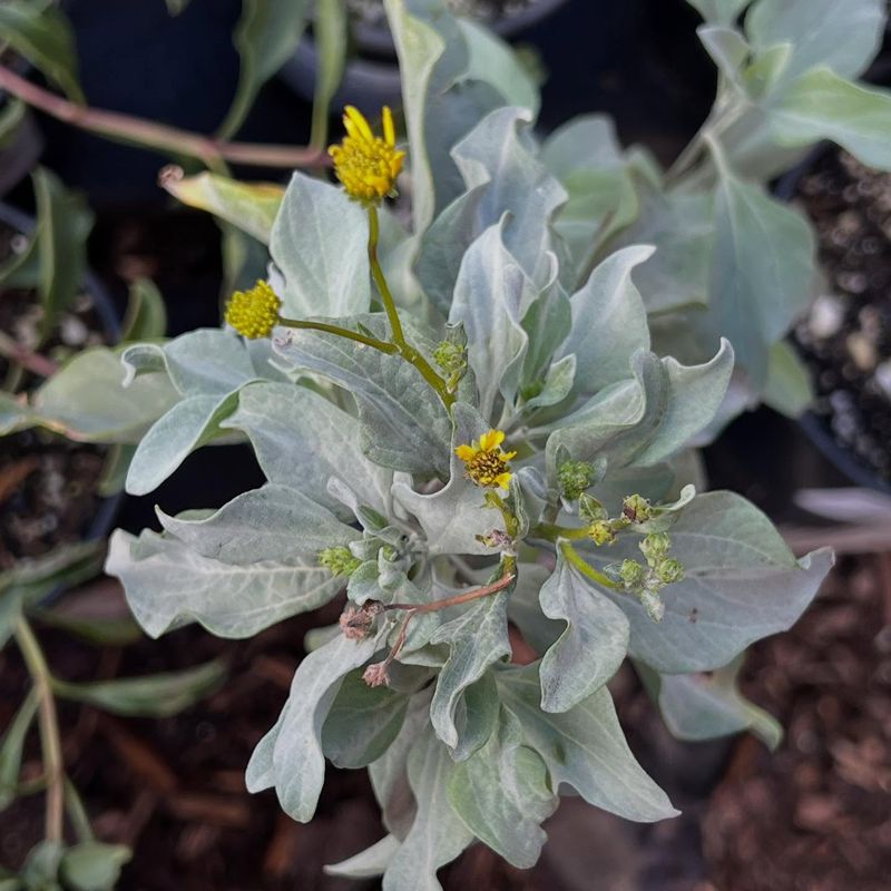 Winter Dormancy Breaks Earlier Than The Calendar Suggests