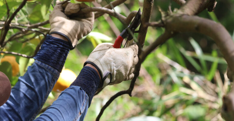 pruning trees (featured image)