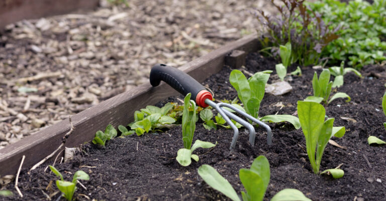 garden (featured image)