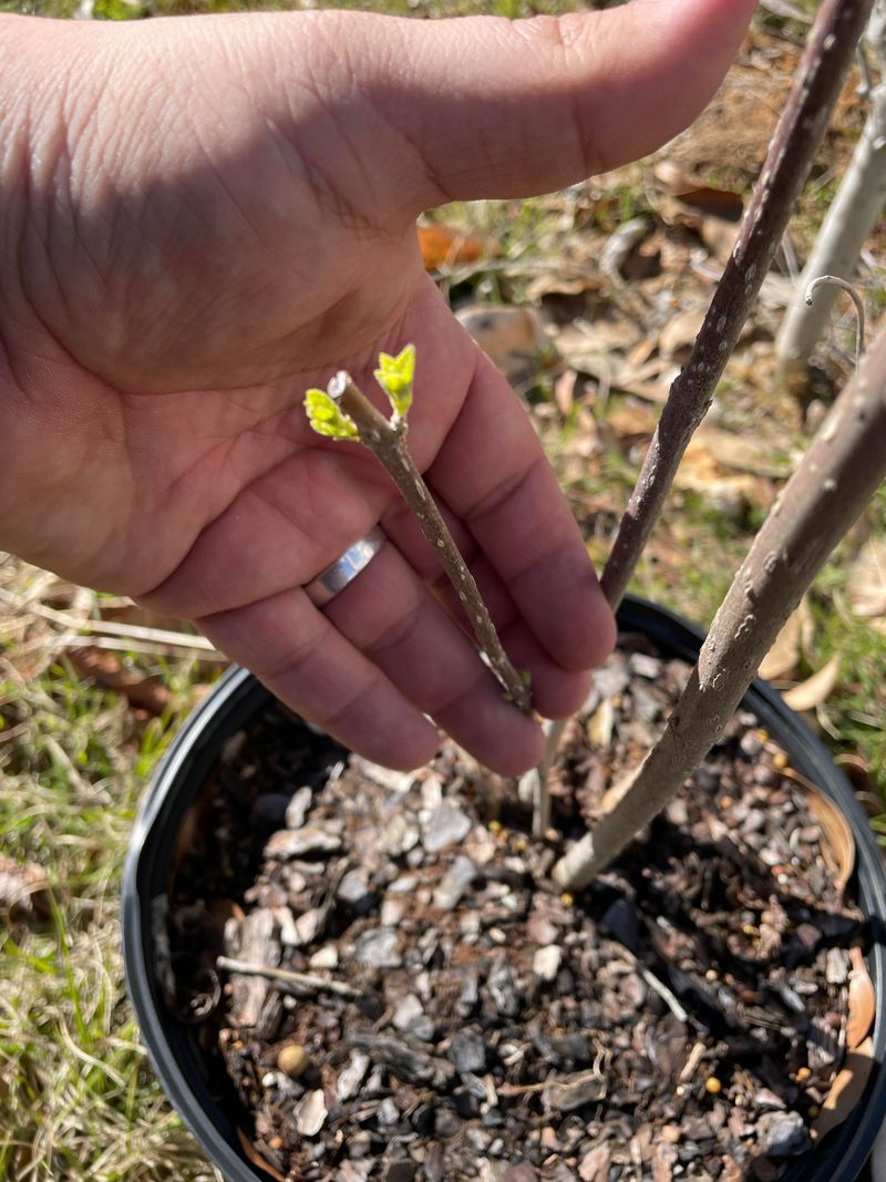 Cool Soil Helps Native Berry Shrubs Settle In Faster