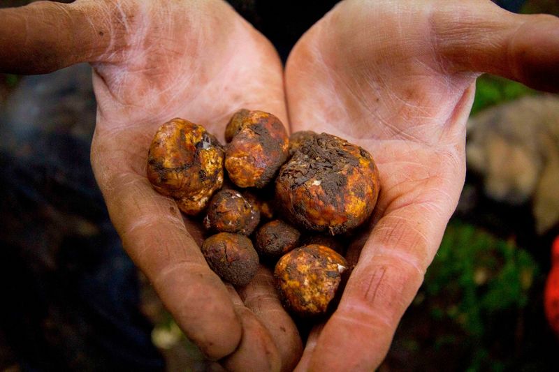 Where Oregon Truffles Hide