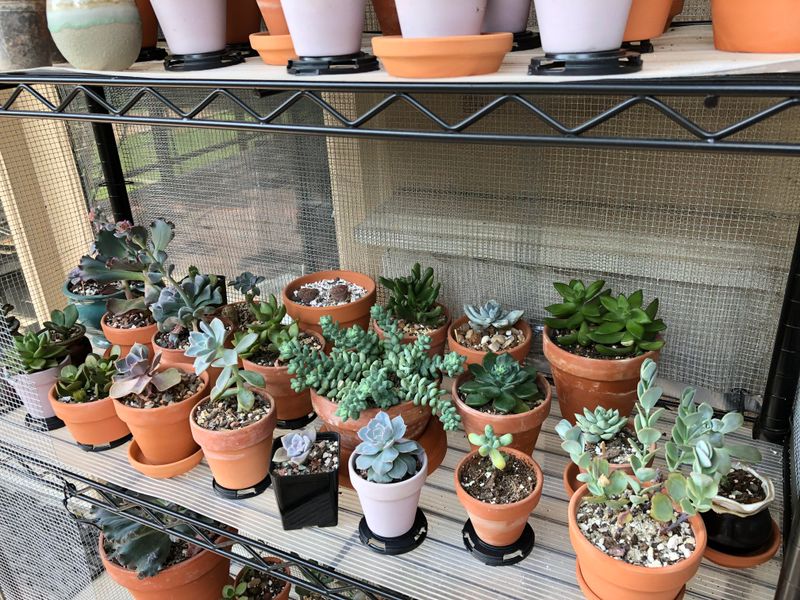 Water Sparingly While Growth Is Still Slow