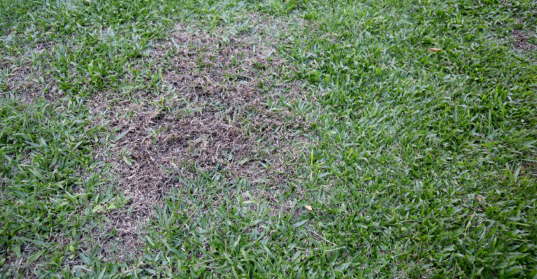 lawn (featured image)