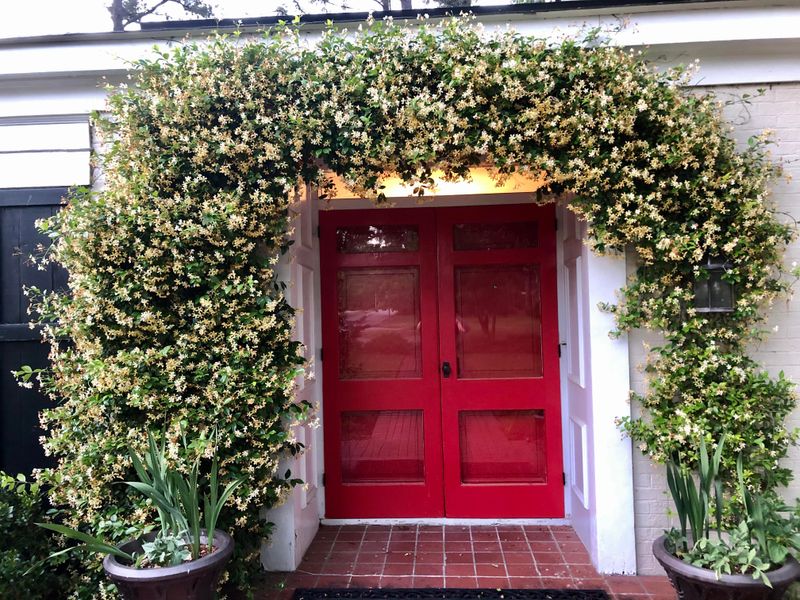 Jasmine Fills Entryways With Natural Fragrance