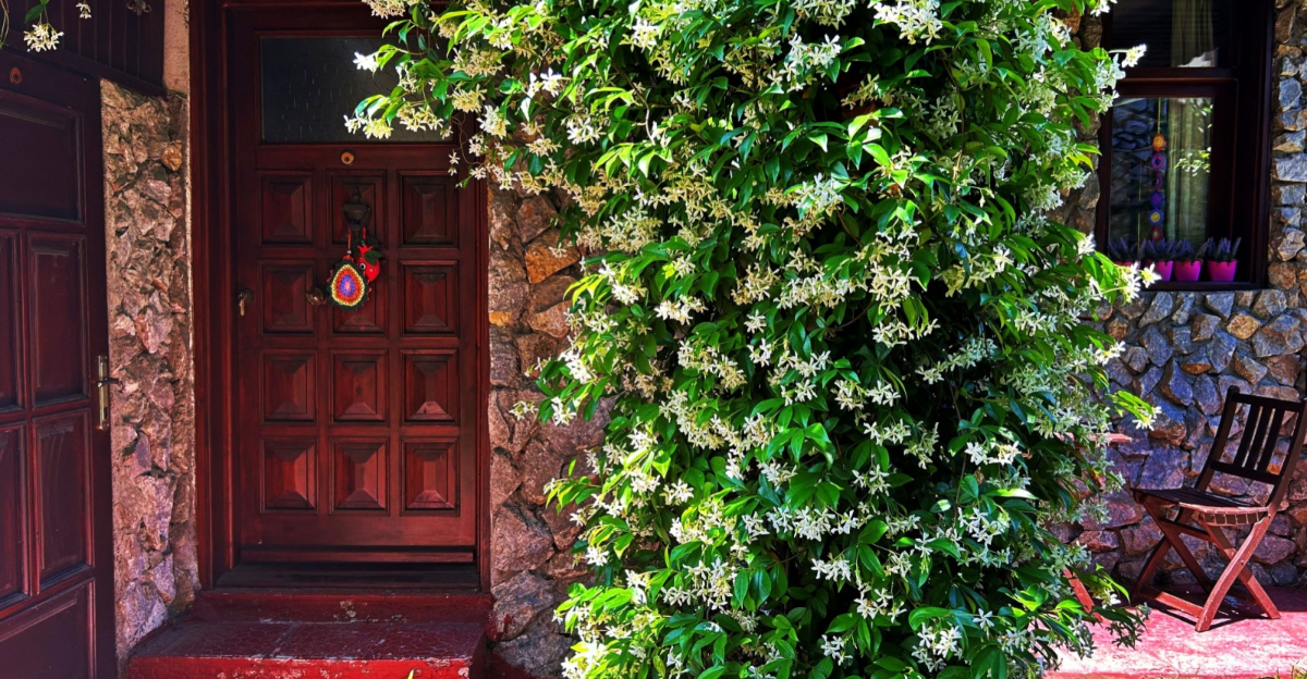 jasmine plant next to front door