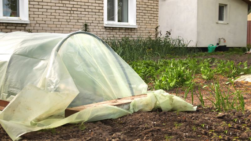 Microclimates And Local Variations