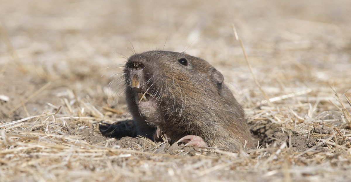 Why Gophers Keep Showing Up In California Gardens