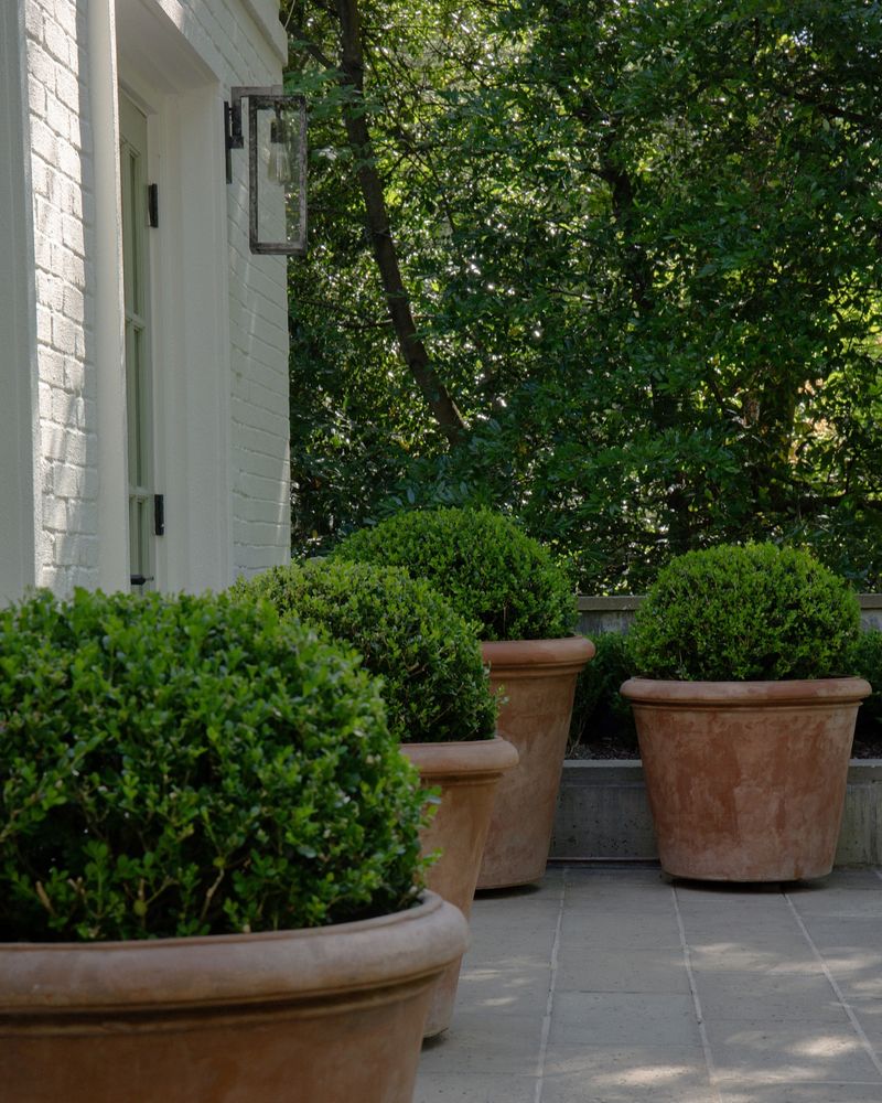 Evergreen Shape Keeps Entryways Looking Finished Year-Round