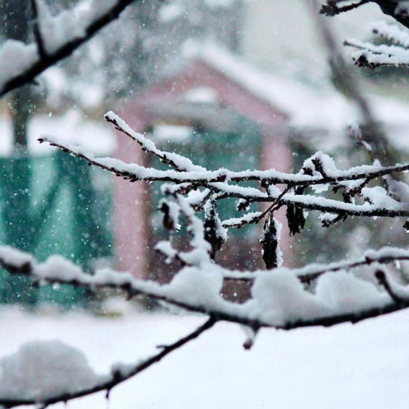 Common Types Of Snow Damage