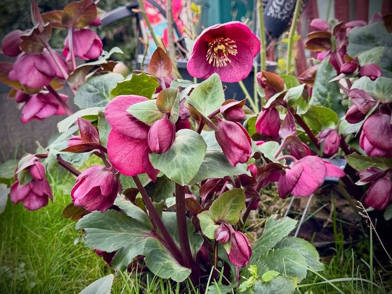 Winter Blooms When Little Else Flowers