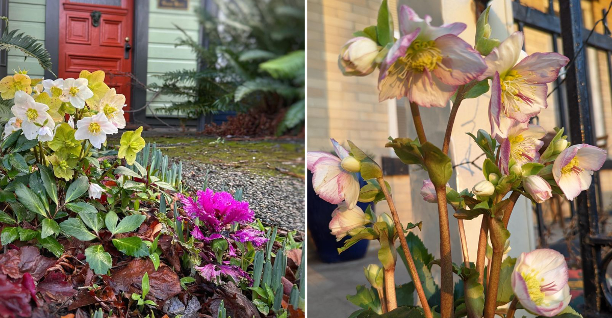 hellebores in front yard