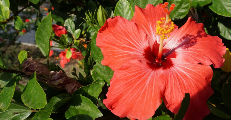 hibiscus