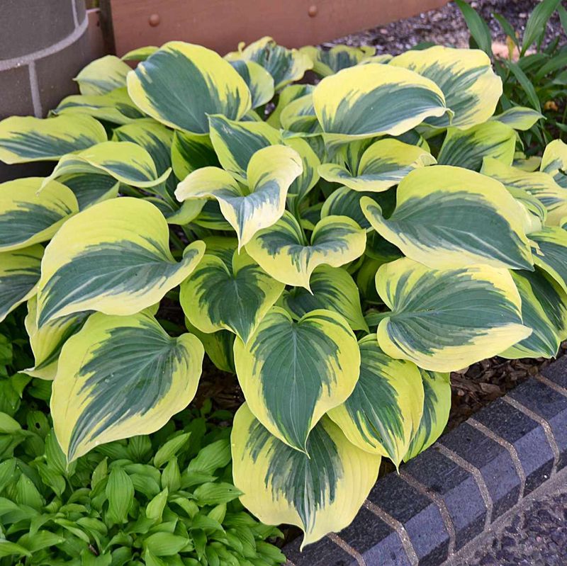 Michigan Climate Matches Hostas Natural Cold Requirements