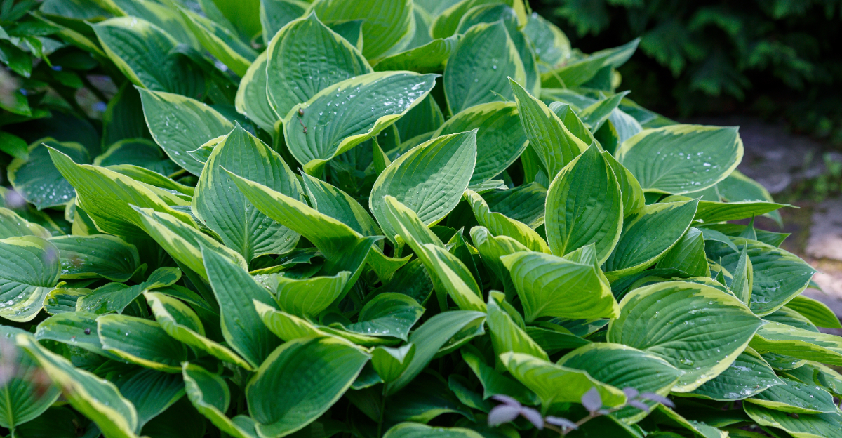 lush hosta