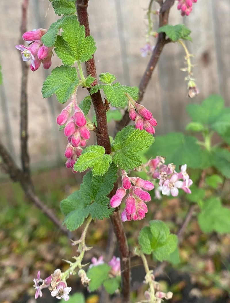 A Winter Nectar Source When Little Else Flowers