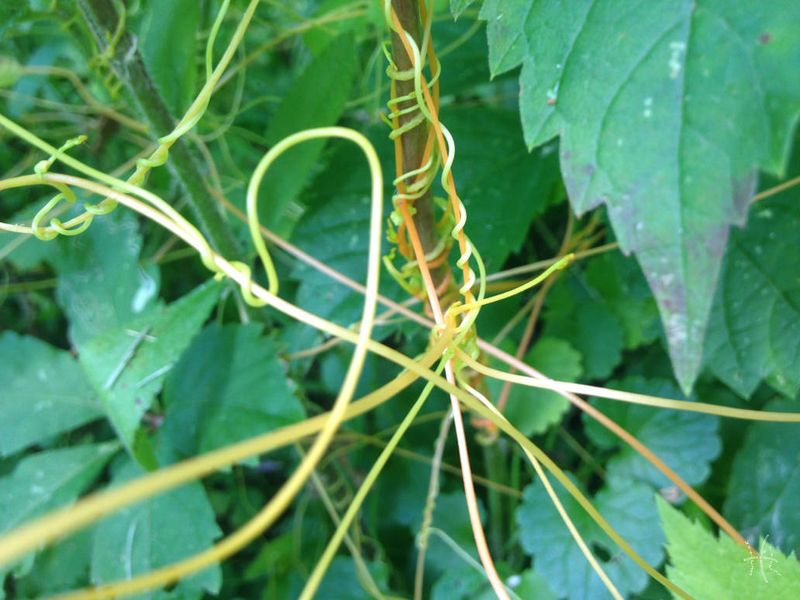How Japanese Dodder Damages Plants?