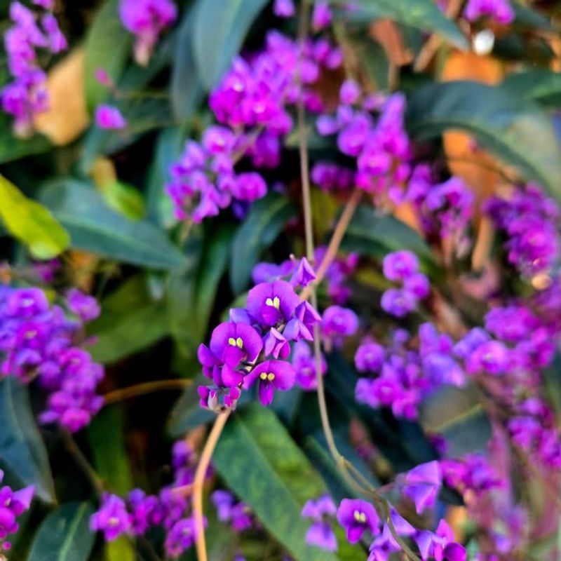 Not A True Lilac But A Smart Desert Substitute