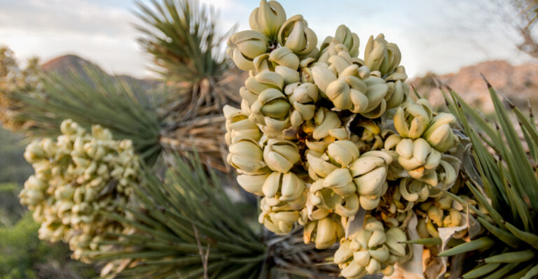 blooming joshua tree
