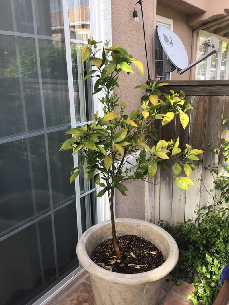 When And How To Fertilize Citrus Trees