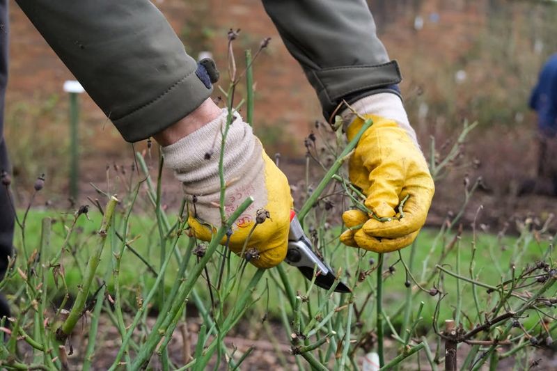 Prune Roses Before Spring Growth