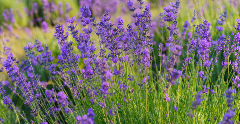 Lavender (featured image)