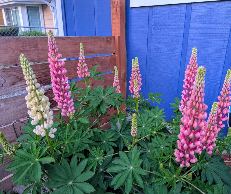 Lupine Also Improves Soil Naturally