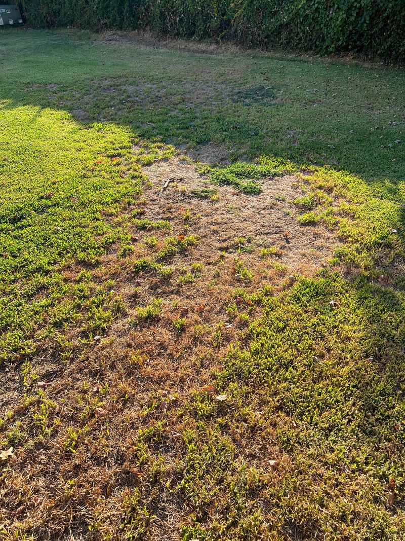 Cold Shock Weakens Warm-Season Florida Grasses