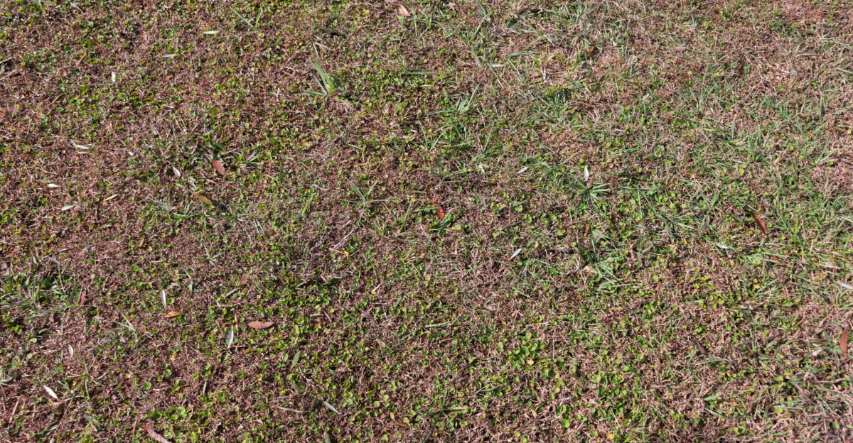 patchy lawn