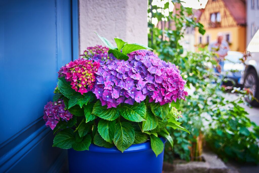 hydrangea in a pot