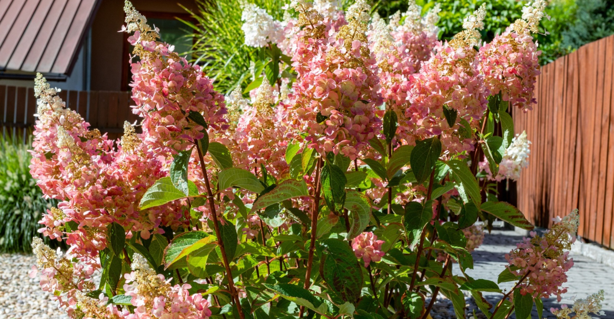 panicle hydrangea in full bloom