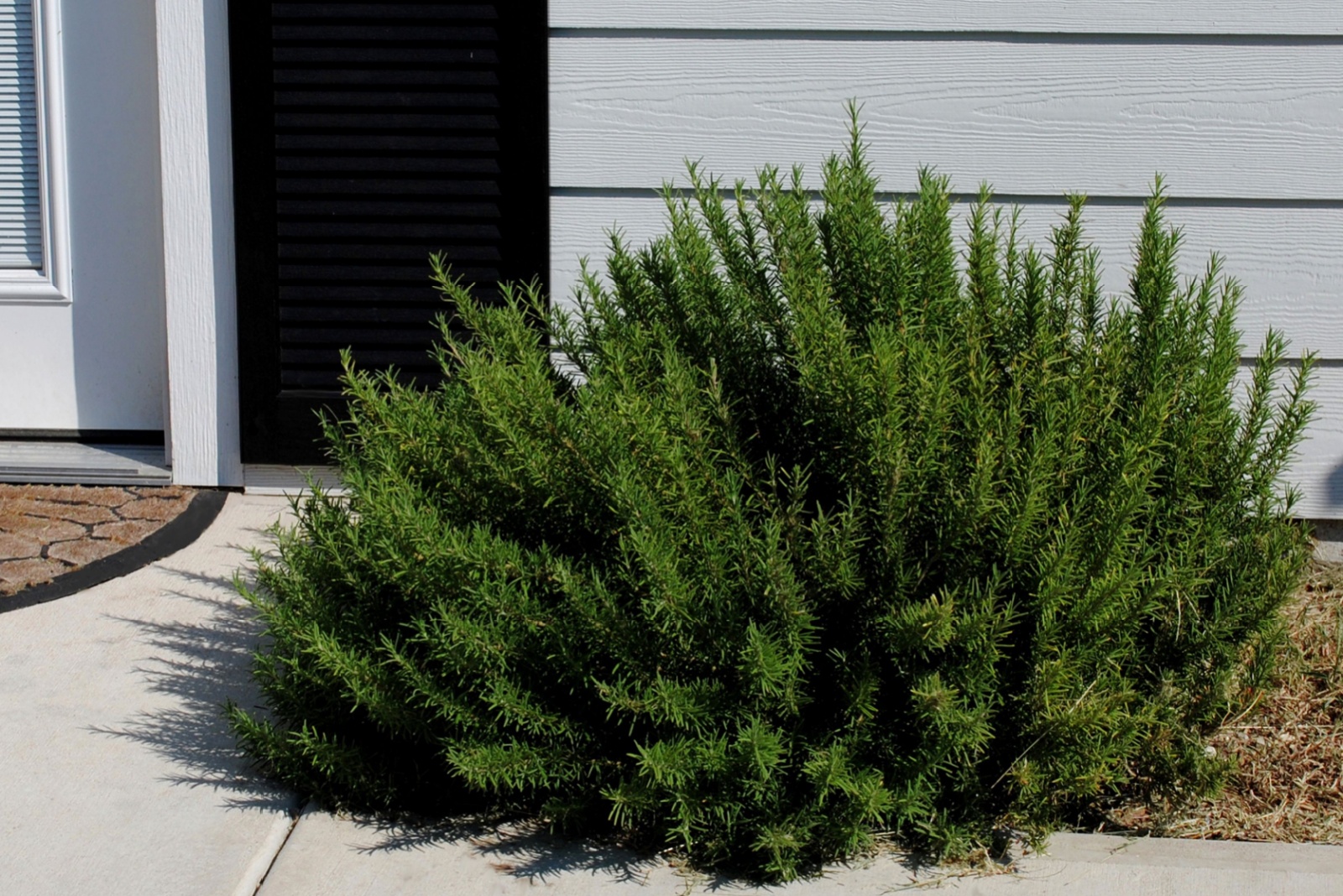 rosemary by the door