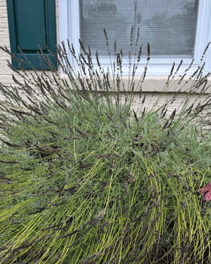 Winter Wetness Causes Root Rot